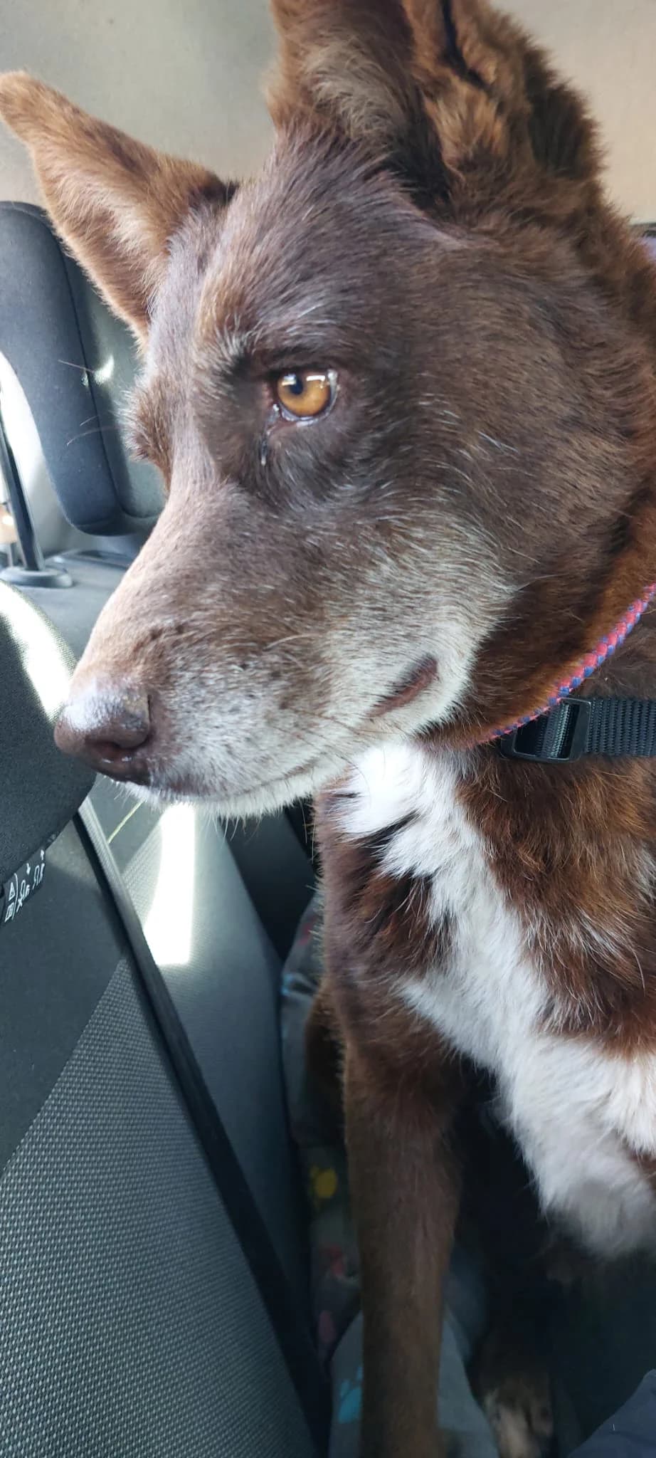 Meiga, male senior Mixed Breed for adoption at Ribercan, Valencia
