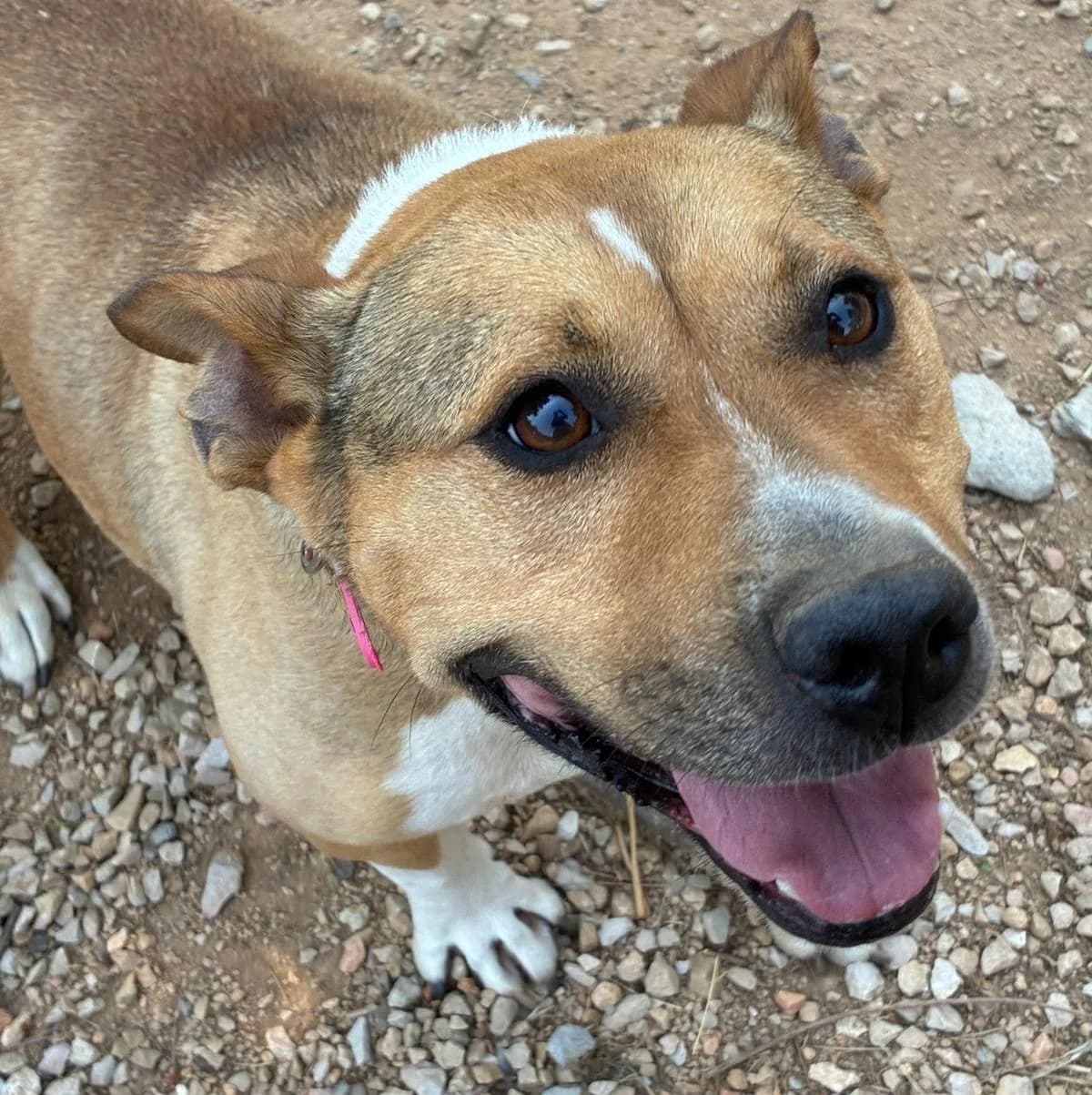 Bella, male Mixed Breed for adoption at Ribercan, Valencia