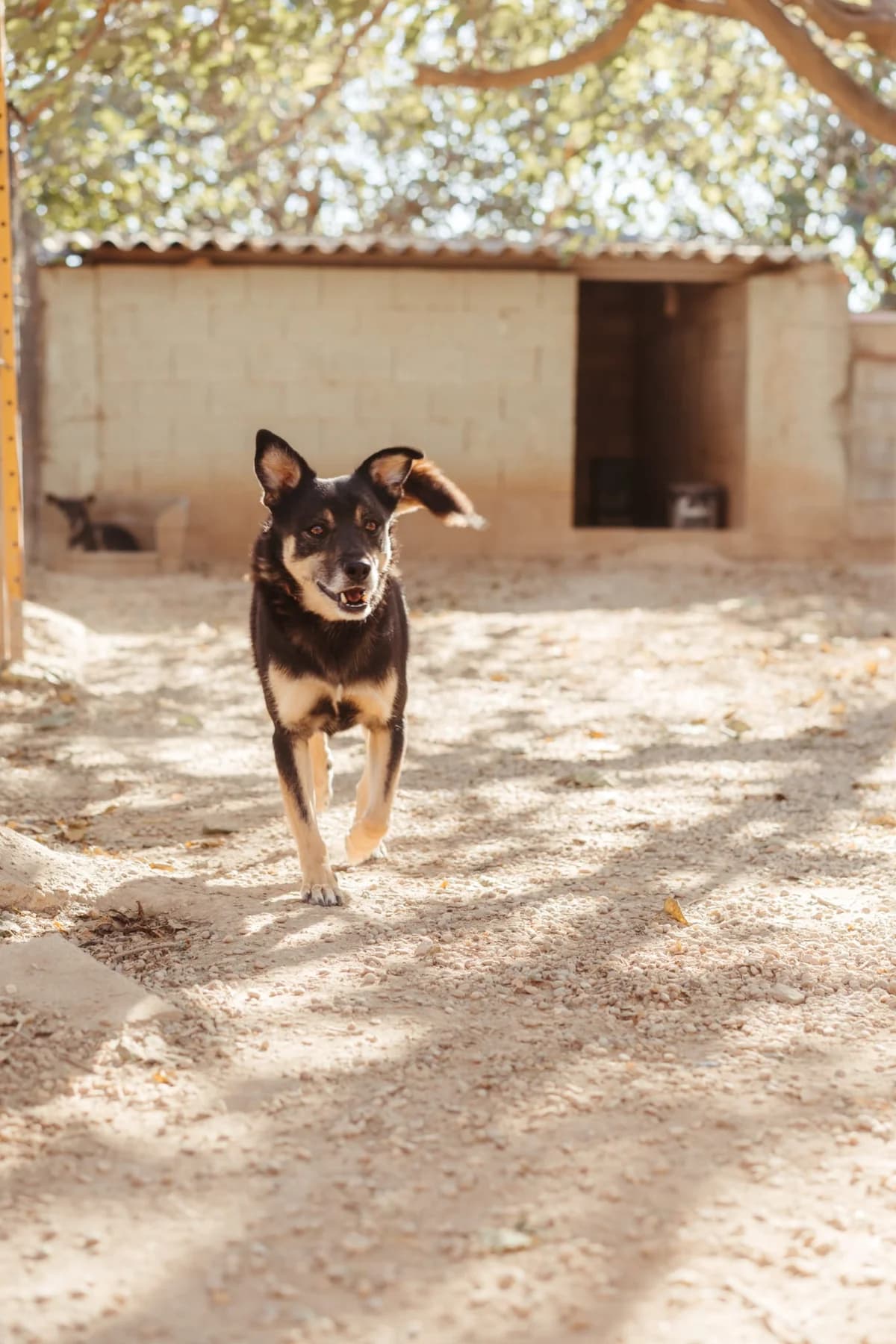 Udomi me,  Mixed Breed for adoption at Sklonište za napuštene kućne ljubimce