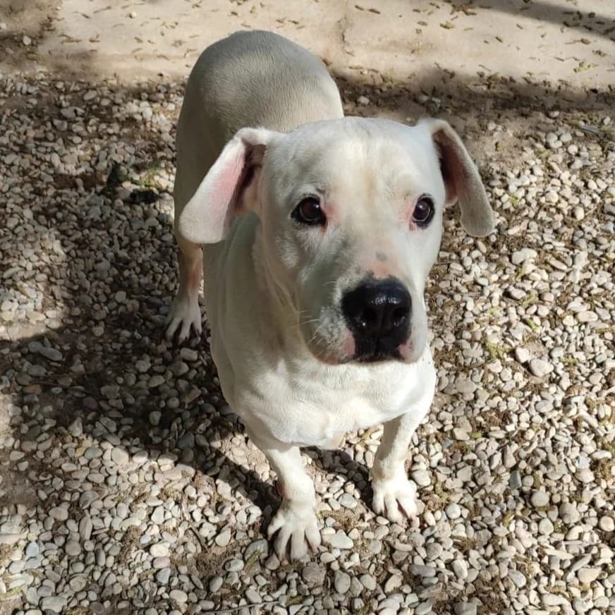 Massaï, Mixed Breed (Ribercan)
