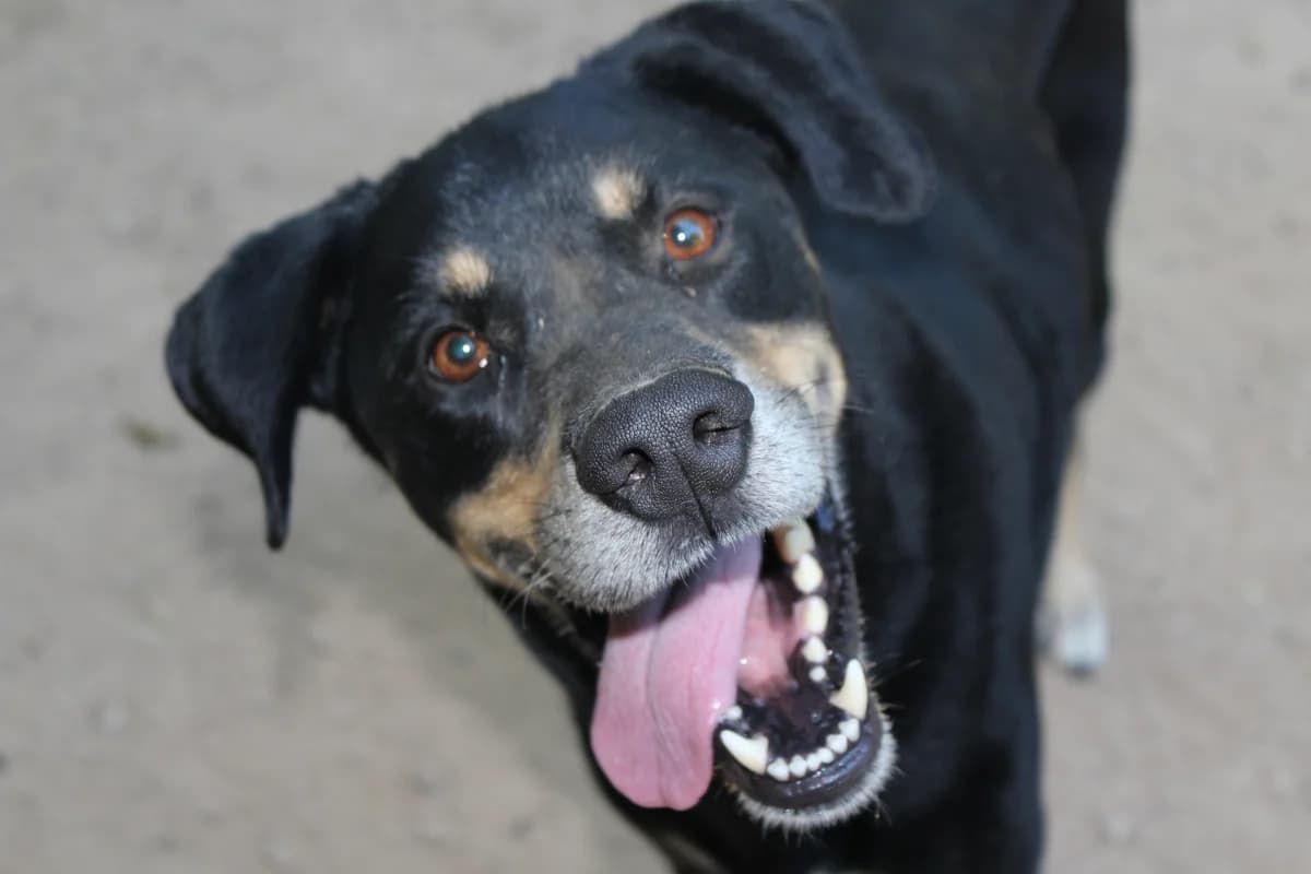Ovi, male senior Mixed Breed for adoption at Ribercan, Valencia