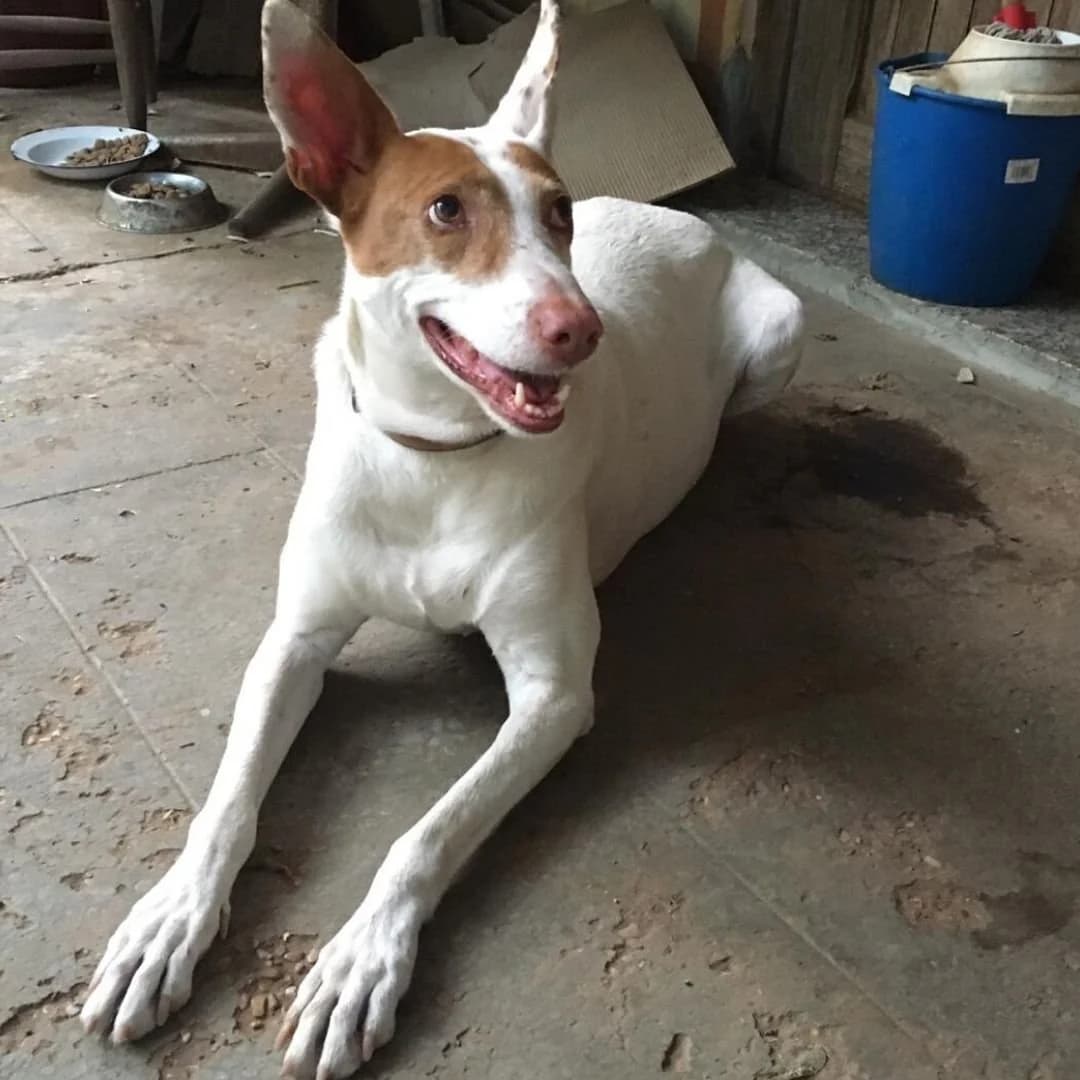 Koba, female Mixed Breed for adoption at Ribercan, Valencia