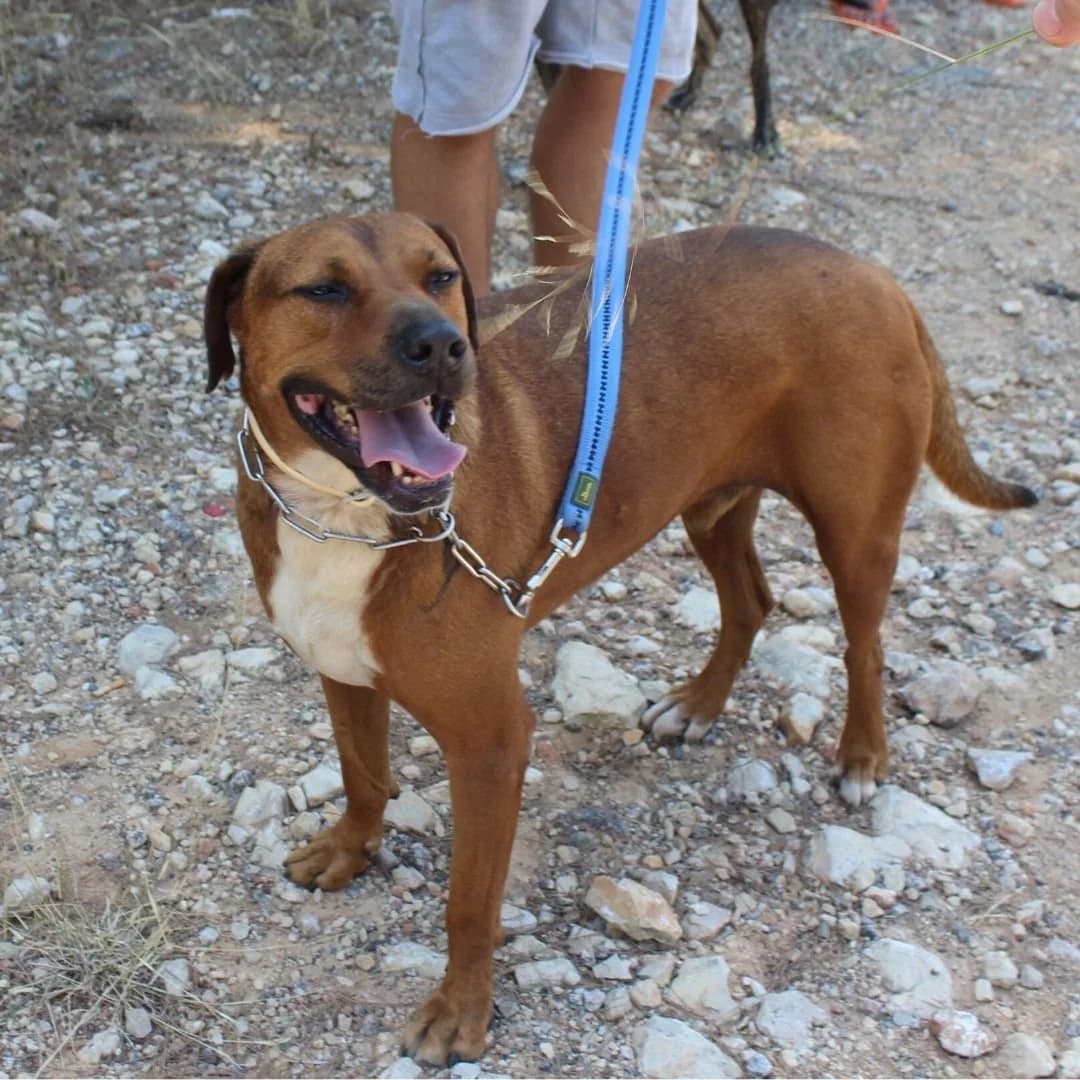 Bran, male Mixed Breed for adoption at Ribercan, Valencia