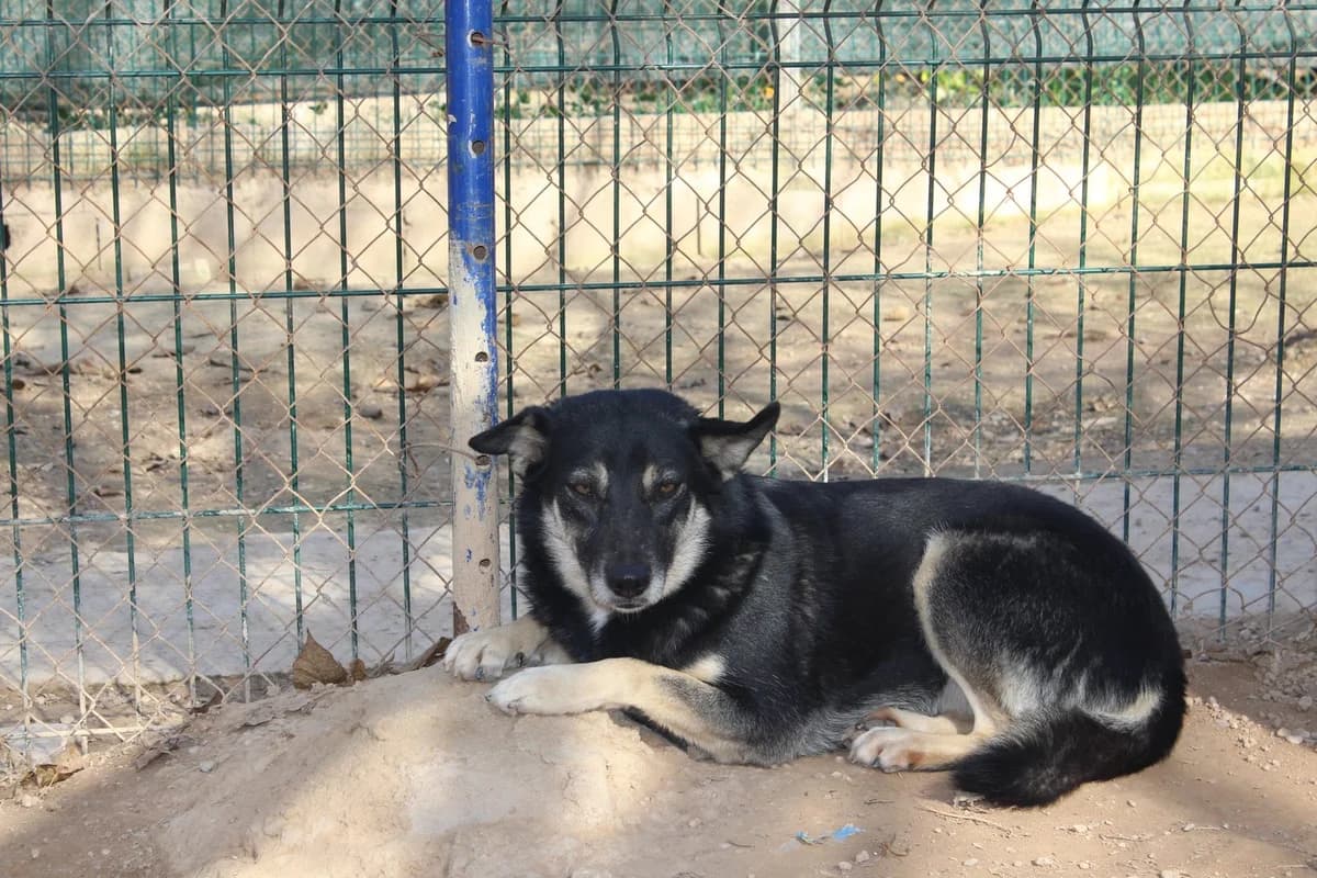 Grosella, female Mixed Breed for adoption at Ribercan, Valencia
