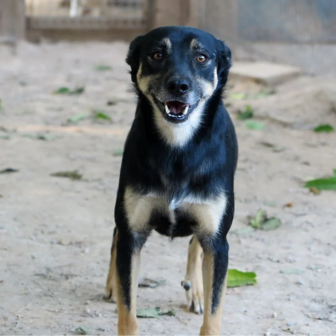 Glu, male Mixed Breed for adoption at Ribercan, Valencia