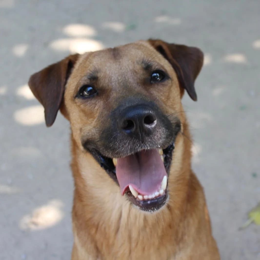 Milú, male Mixed Breed for adoption at Ribercan, Valencia