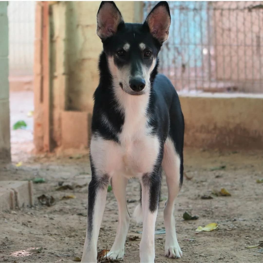 Kairi, female Mixed Breed for adoption at Ribercan, Valencia
