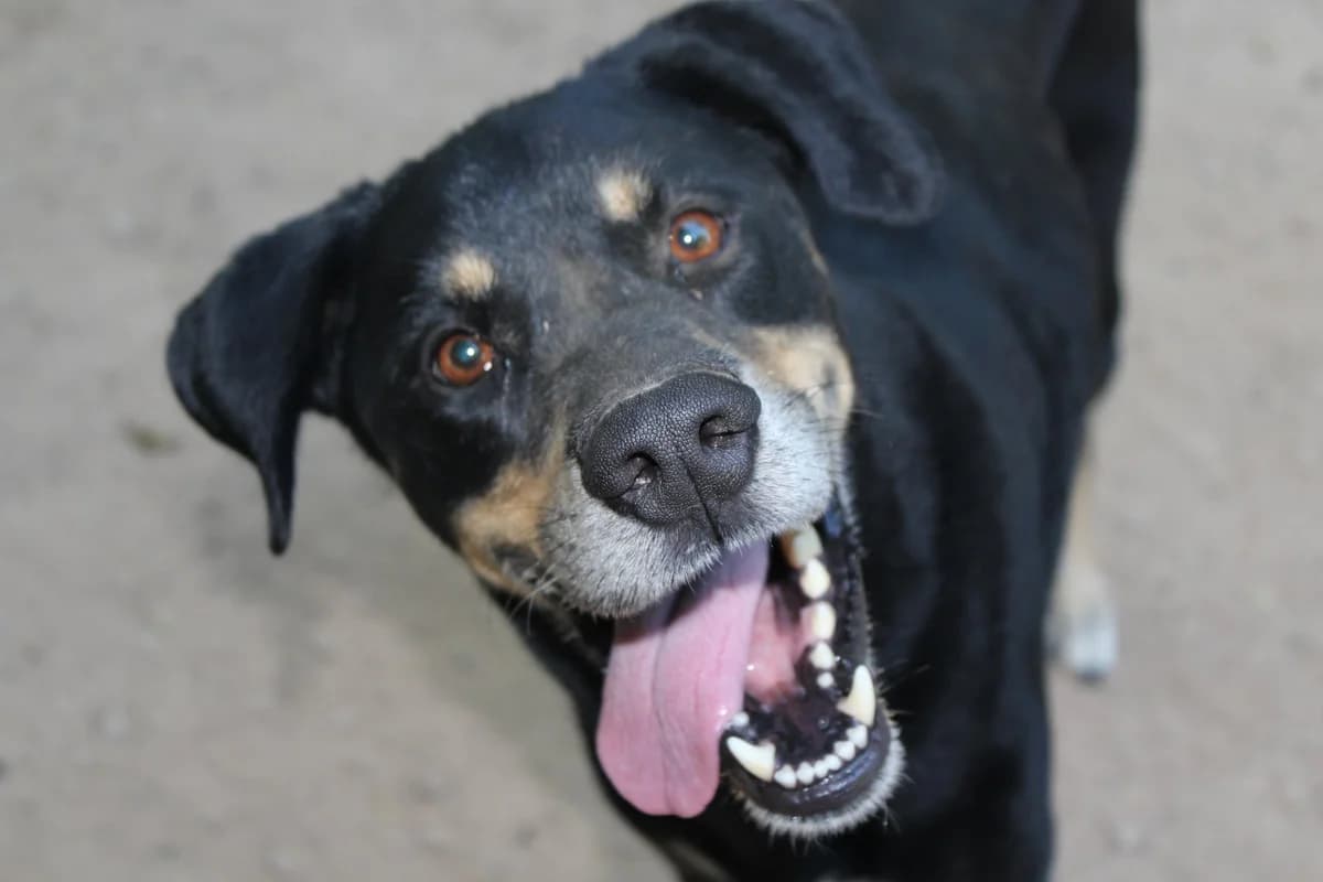 Ovi, male Mixed Breed for adoption at Ribercan, Valencia