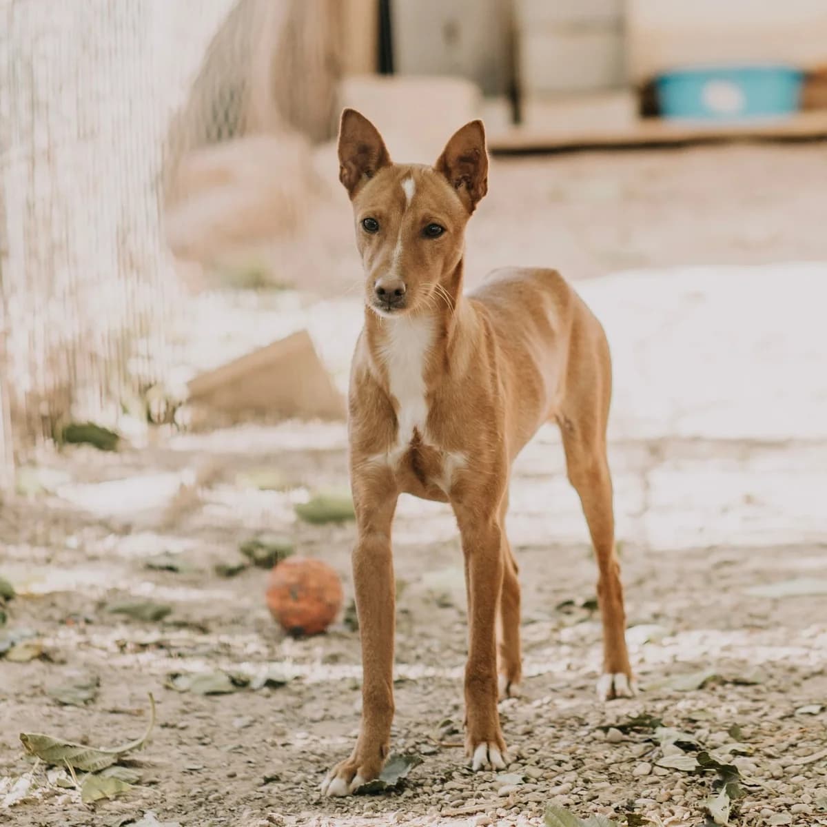 Keops, male Mixed Breed for adoption at Ribercan, Valencia