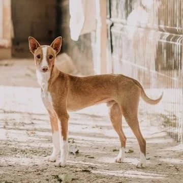 Anubis, male Mixed Breed for adoption at Ribercan, Valencia