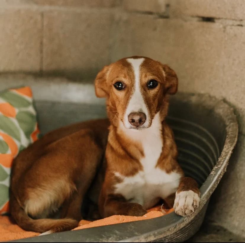 Nomi, female Mixed Breed for adoption at Ribercan, Valencia