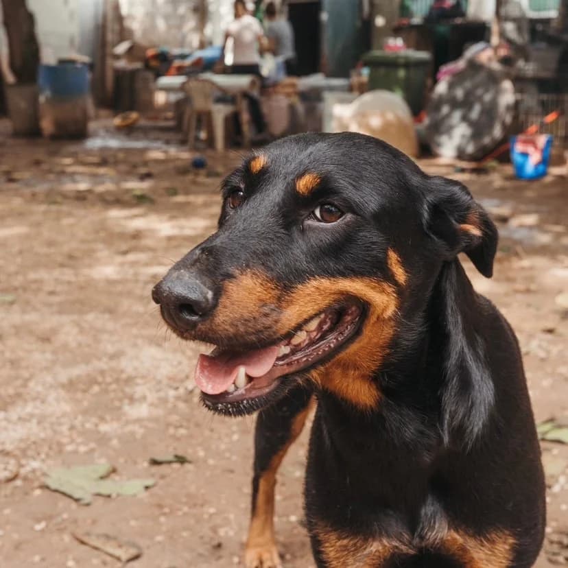 Joyce, female Mixed Breed for adoption at Ribercan, Valencia