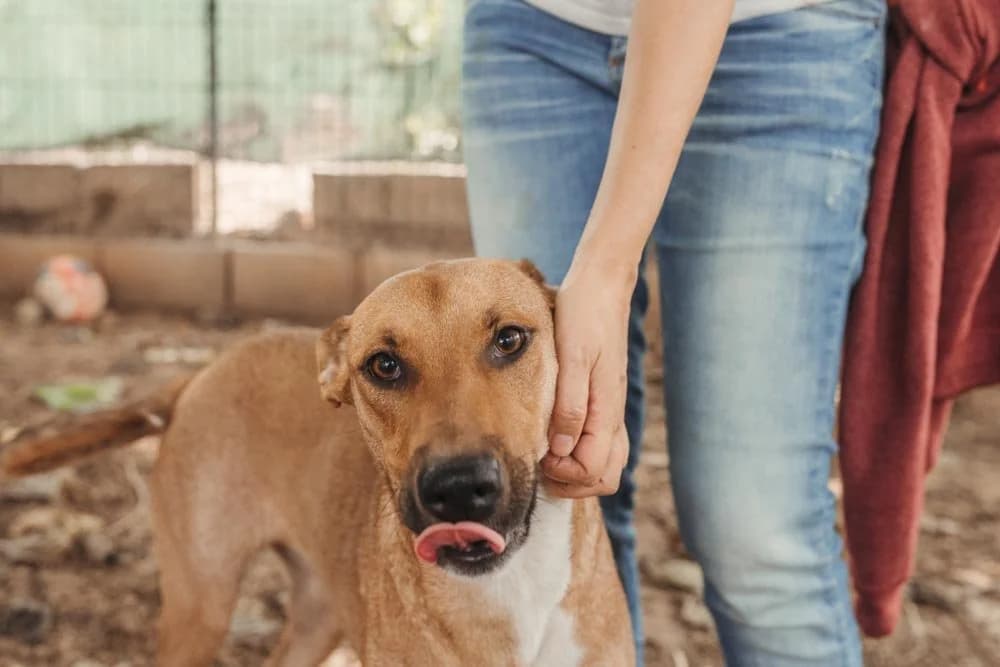 Tik, female Mixed Breed for adoption at Ribercan, Valencia