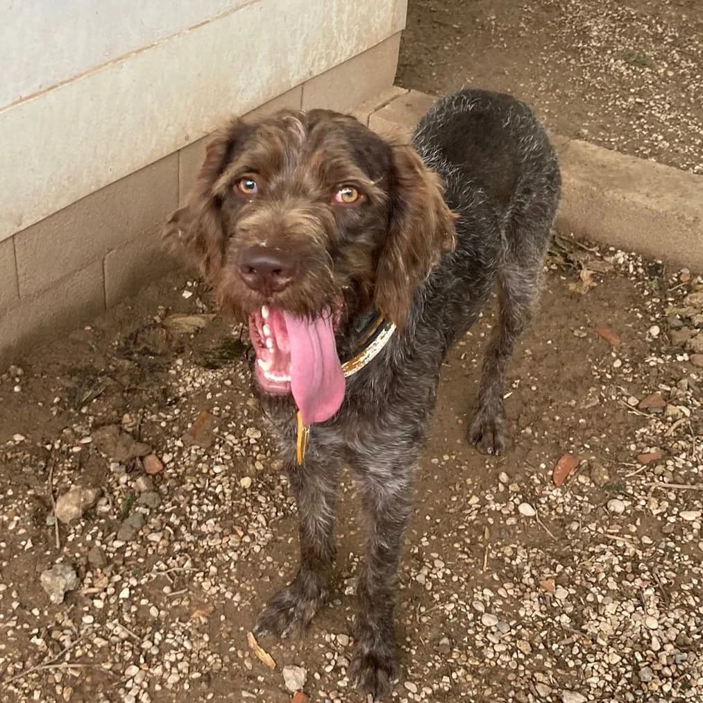 Tok, male Mixed Breed for adoption at Ribercan, Valencia