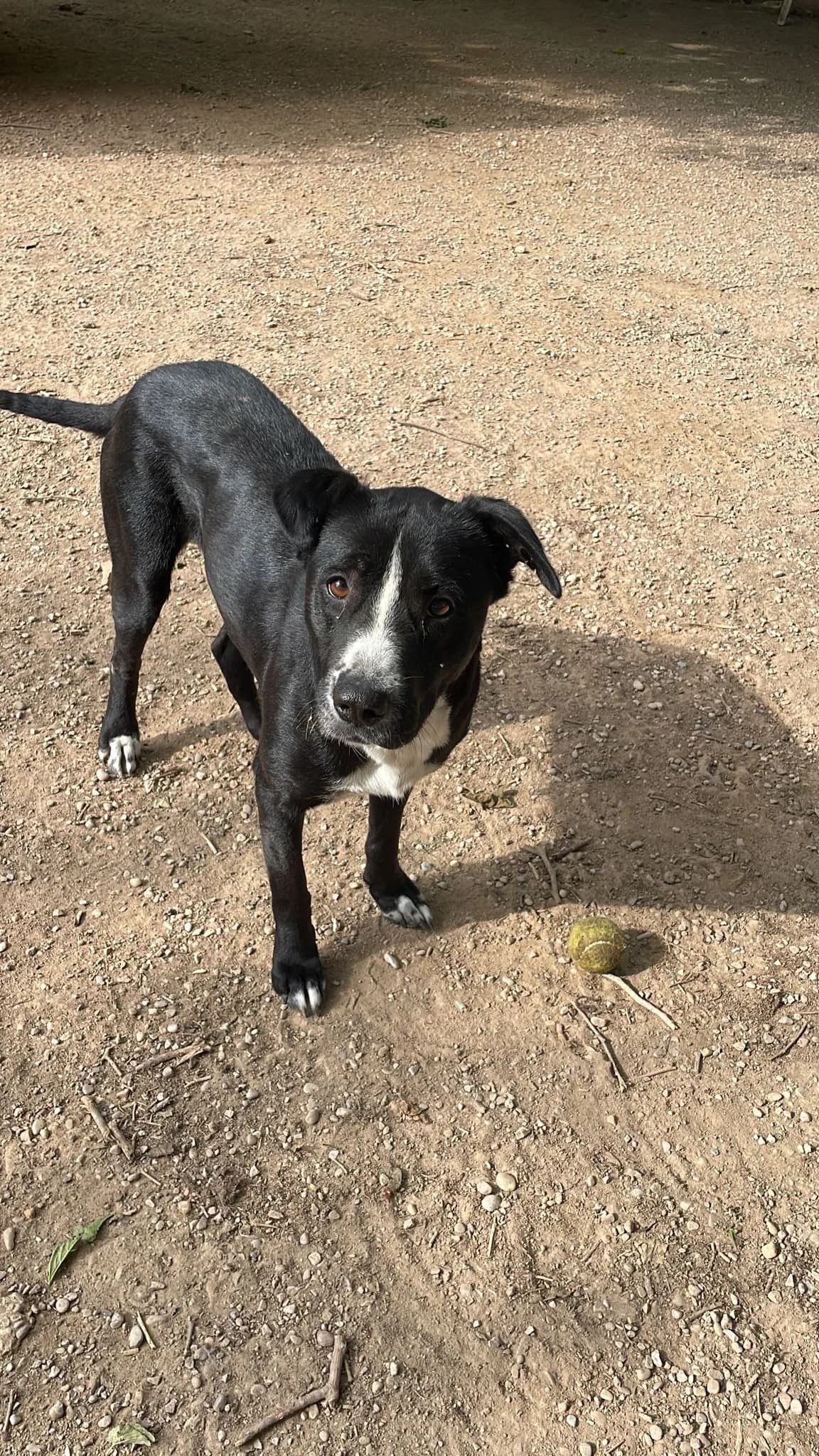 Edda, female Mixed Breed for adoption at Ribercan, Valencia