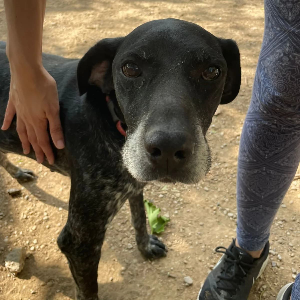 Hunter, male Mixed Breed for adoption at Ribercan, Valencia
