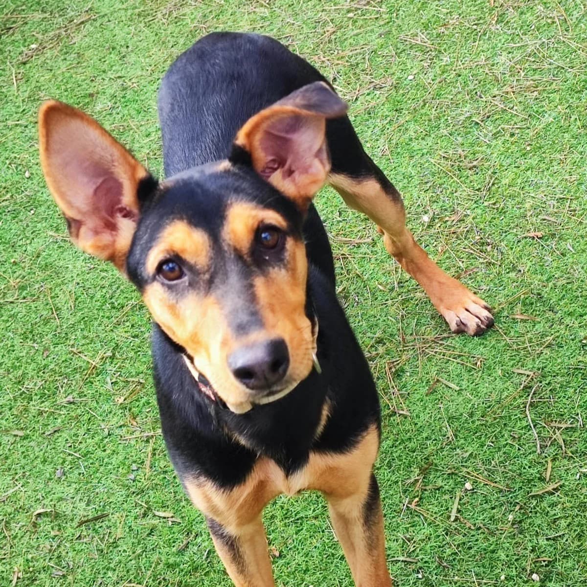 Dalte, female Mixed Breed for adoption at Ribercan, Valencia