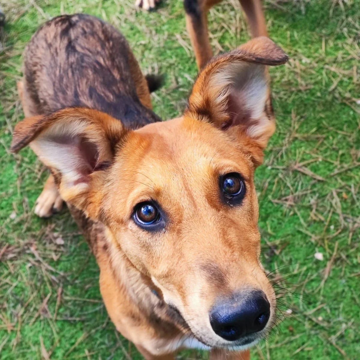 Lupita, female Mixed Breed for adoption at Ribercan, Valencia