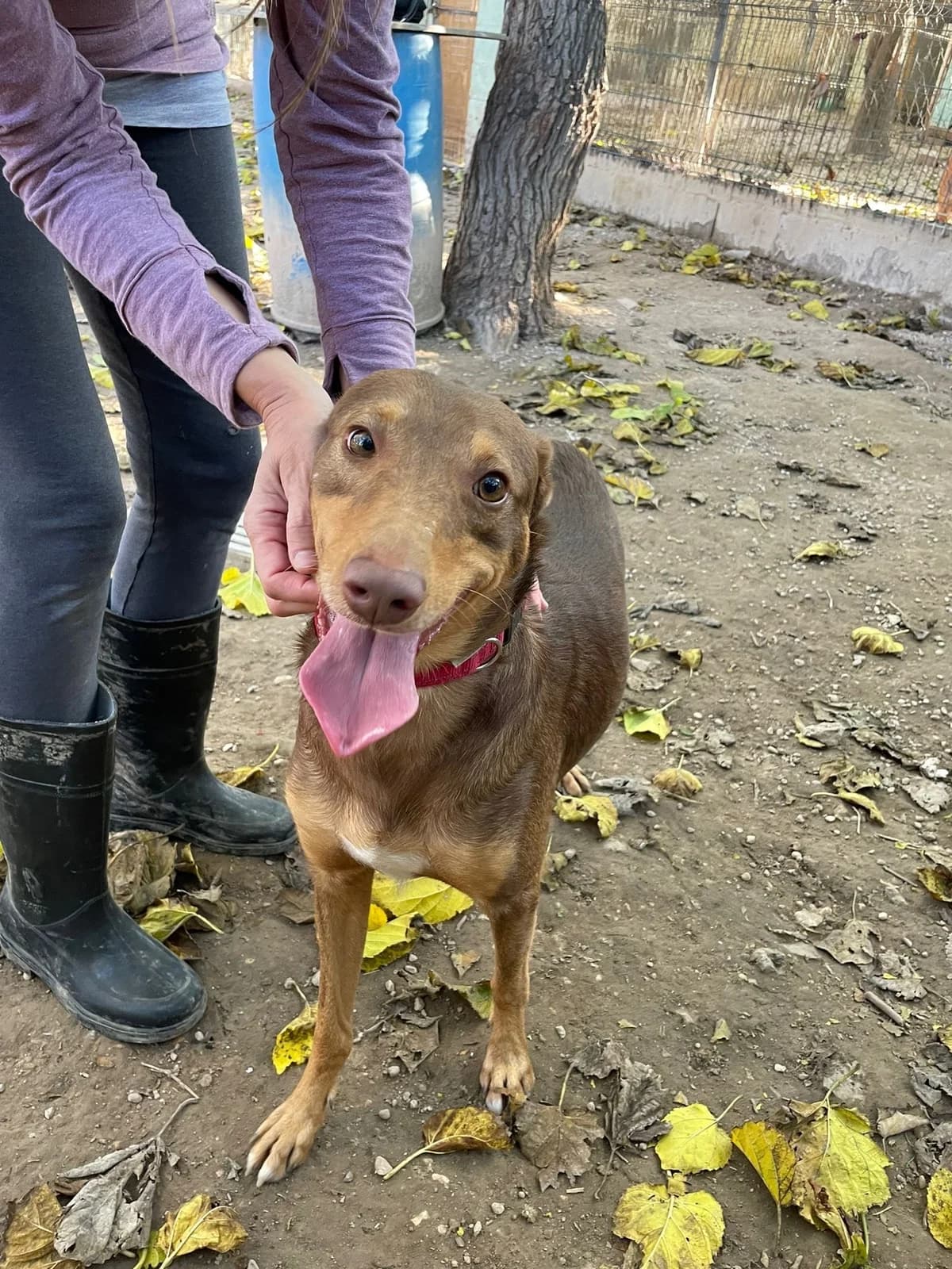 Rambo, male Mixed Breed for adoption at Ribercan, Valencia