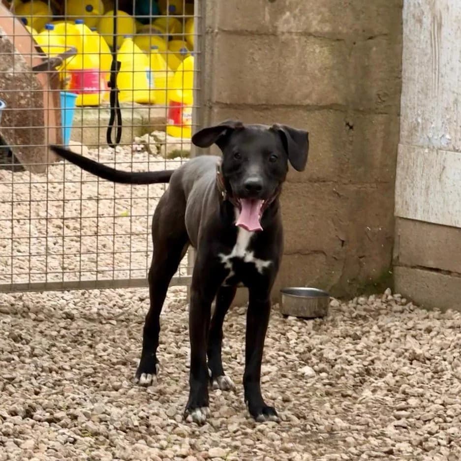 Blai, male Mixed Breed for adoption at Ribercan, Valencia