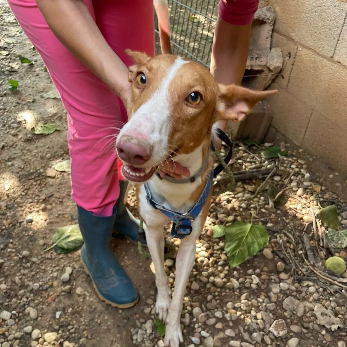 Coco, male Mixed Breed for adoption at Ribercan, Valencia