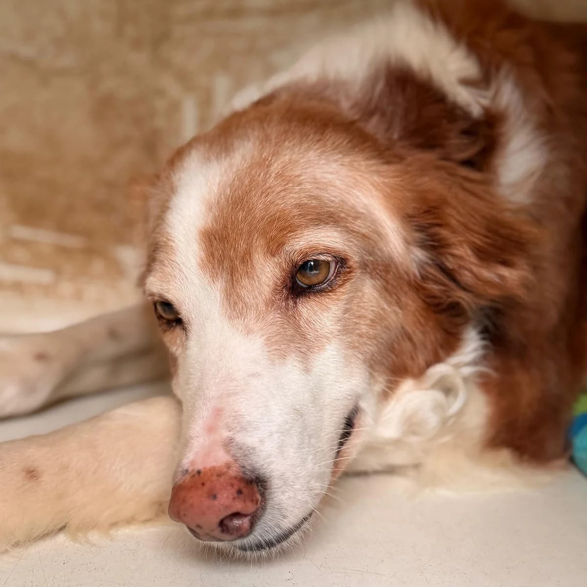Lycos, male Mixed Breed for adoption at Ribercan, Valencia