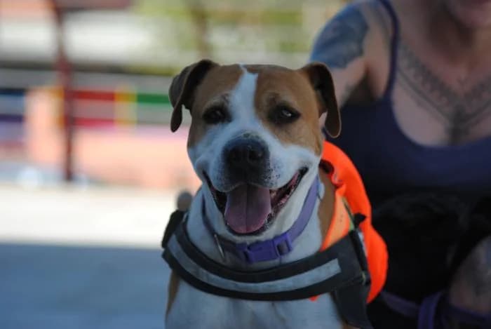 Chula, female senior American Staffordshire Terrier for adoption at Rivanimal (Rivas-Vaciamadrid), Rivas-Vaciamadrid