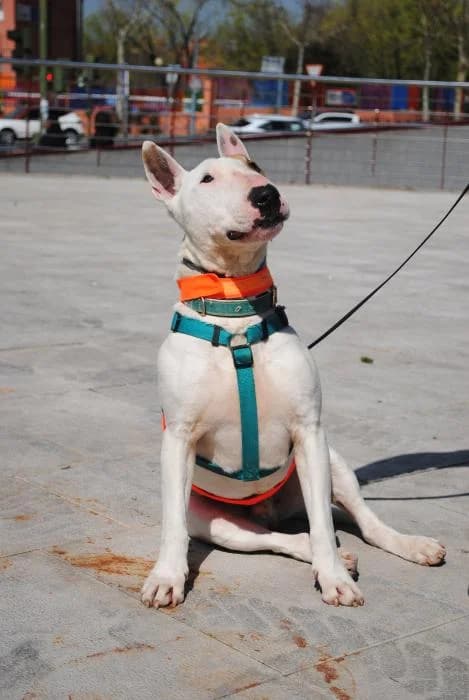Yosi, male senior Bull Terrier for adoption at Rivanimal (Rivas-Vaciamadrid), Rivas-Vaciamadrid