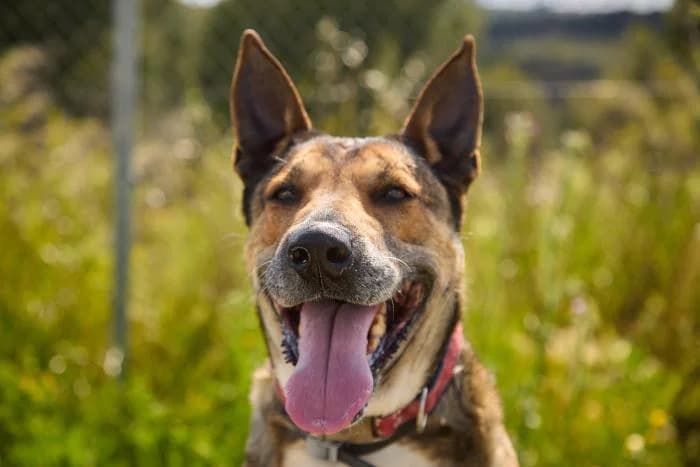 Txula, female 7yo Mixed Breed for adoption at Rivanimal (Rivas-Vaciamadrid), Rivas-Vaciamadrid