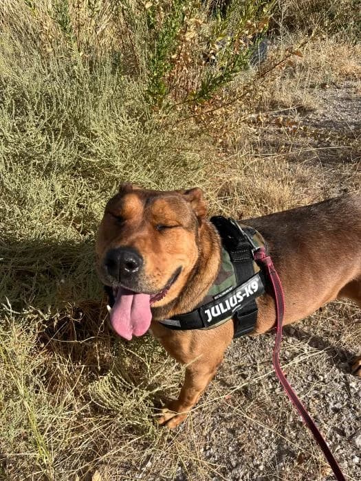 Boyka, male Mixed Breed for adoption at Rivanimal (Rivas-Vaciamadrid), Rivas-Vaciamadrid