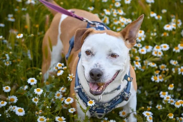Zeus, male 6yo Pit Bull Terrier for adoption at Rivanimal (Rivas-Vaciamadrid), Rivas-Vaciamadrid
