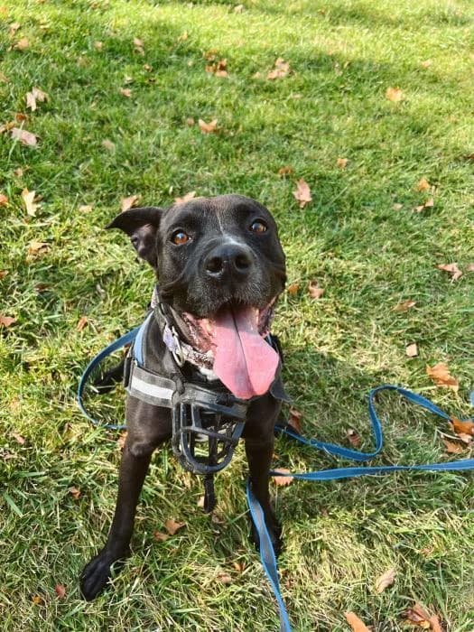 Panther, male senior American Staffordshire Terrier for adoption at Rivanimal (Rivas-Vaciamadrid), Rivas-Vaciamadrid