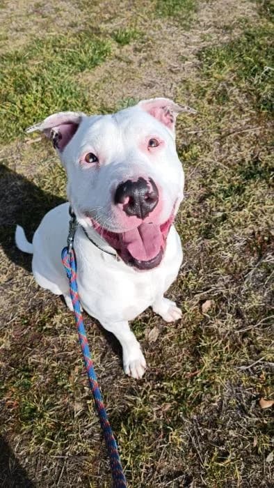 Atos, male Pit Bull Terrier for adoption at Rivanimal (Rivas-Vaciamadrid), Rivas-Vaciamadrid