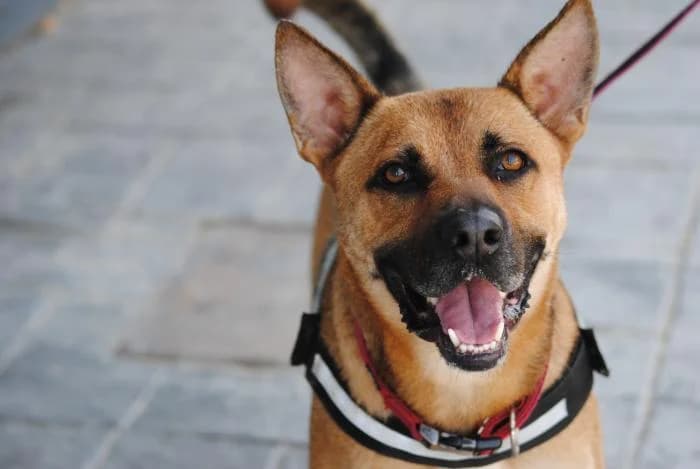 Cartoon, male 5yo Mixed Breed for adoption at Rivanimal (Rivas-Vaciamadrid), Rivas-Vaciamadrid