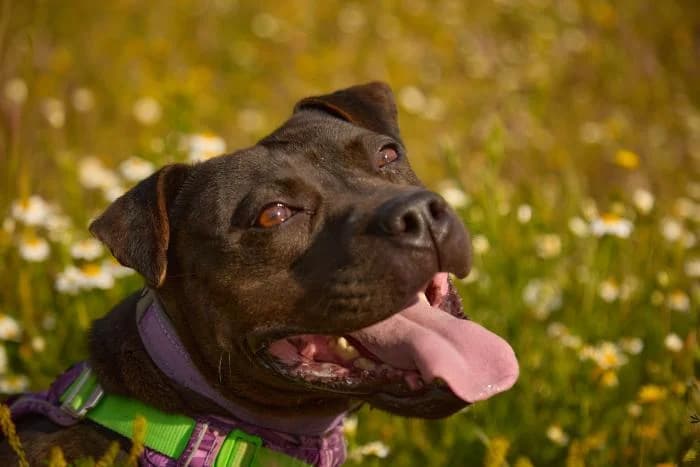 Wasabi, female Pit Bull Terrier for adoption at Rivanimal (Rivas-Vaciamadrid), Rivas-Vaciamadrid