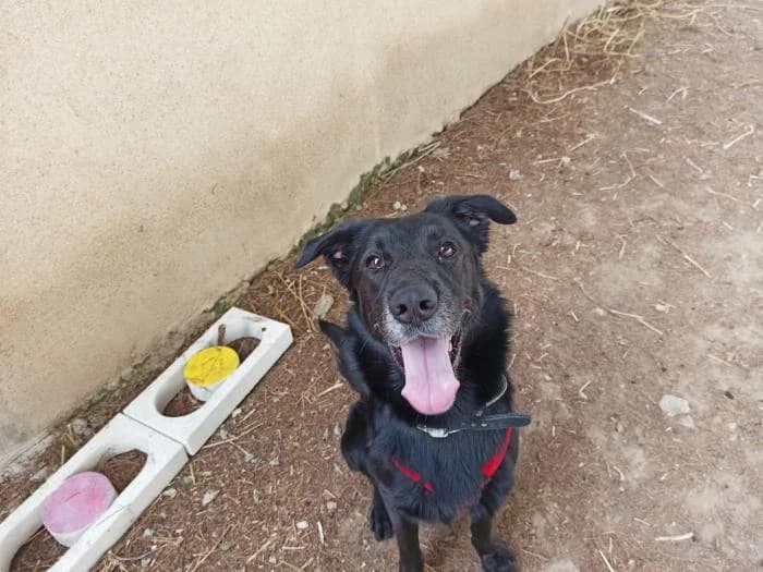 N�poles, male Mixed Breed for adoption at Rivanimal (Rivas-Vaciamadrid), Rivas-Vaciamadrid