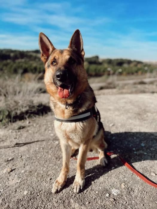 Spoiler, male Mixed Breed for adoption at Rivanimal (Rivas-Vaciamadrid), Rivas-Vaciamadrid