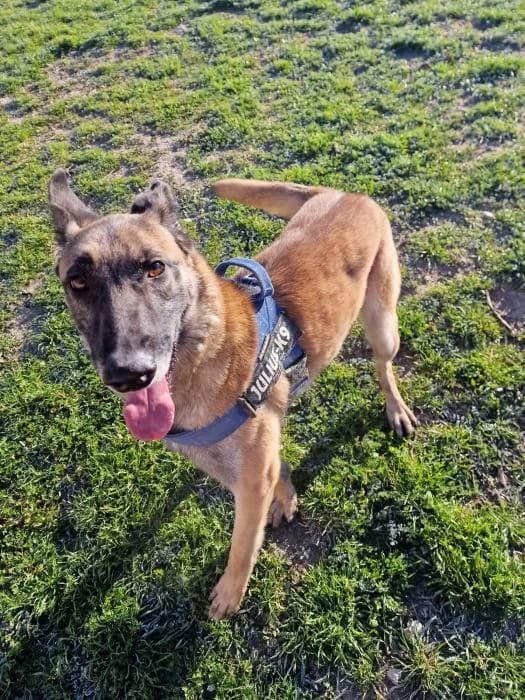 Nur, female Belgian Malinois for adoption at Rivanimal (Rivas-Vaciamadrid), Rivas-Vaciamadrid