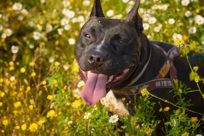 Eternal, male 5yo Pit Bull Terrier for adoption at Rivanimal (Rivas-Vaciamadrid), Rivas-Vaciamadrid