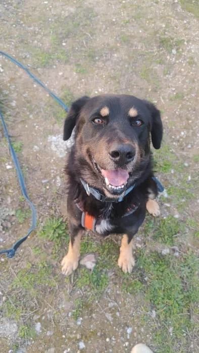 Amur, male Mixed Breed for adoption at Rivanimal (Rivas-Vaciamadrid), Rivas-Vaciamadrid