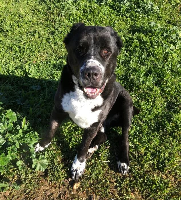 Zatu, male Mixed Breed for adoption at Rivanimal (Rivas-Vaciamadrid), Rivas-Vaciamadrid