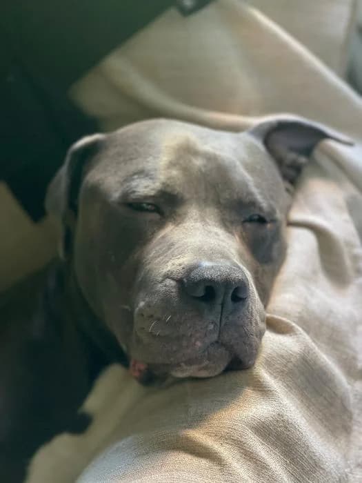 Odyn, male senior Staffordshire Bull Terrier for adoption at Rivanimal (Rivas-Vaciamadrid), Rivas-Vaciamadrid