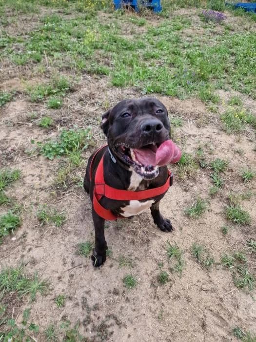 Kayla, female Pit Bull Terrier for adoption at Rivanimal (Rivas-Vaciamadrid), Rivas-Vaciamadrid