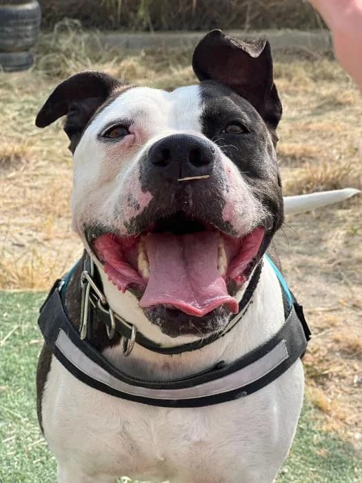 River, female senior American Staffordshire Terrier for adoption at Rivanimal (Rivas-Vaciamadrid), Rivas-Vaciamadrid