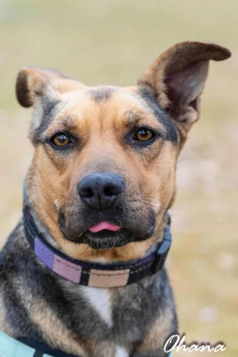 Ohana, female 4yo German Shepherd for adoption at Rivanimal (Rivas-Vaciamadrid), Rivas-Vaciamadrid