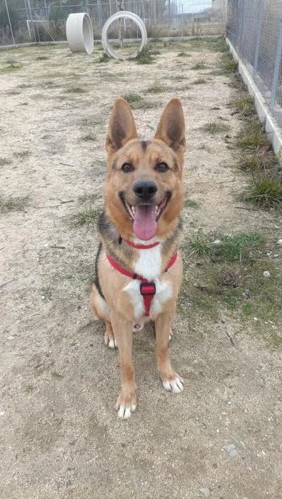 Gante, male 4yo German Shepherd for adoption at Rivanimal (Rivas-Vaciamadrid), Rivas-Vaciamadrid