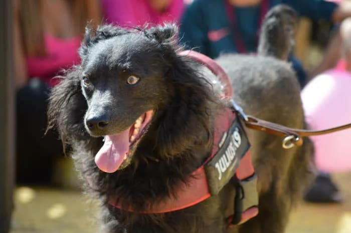 Klein, male Mixed Breed for adoption at Rivanimal (Rivas-Vaciamadrid), Rivas-Vaciamadrid