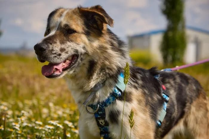 Wifi, male 4yo Border Collie for adoption at Rivanimal (Rivas-Vaciamadrid), Rivas-Vaciamadrid