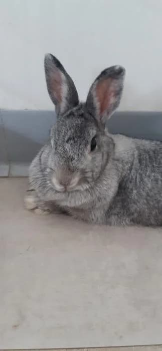 Ceniza, female Mixed Breed for adoption at Rivanimal (Rivas-Vaciamadrid), Rivas-Vaciamadrid