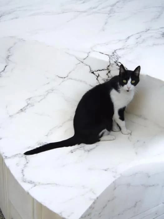 Zeus, male senior European Shorthair for adoption at Rivanimal (Rivas-Vaciamadrid), Rivas-Vaciamadrid